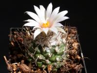 Thumbnail of 1809_Turbinicarpus spec._20140718_01(1).JPG